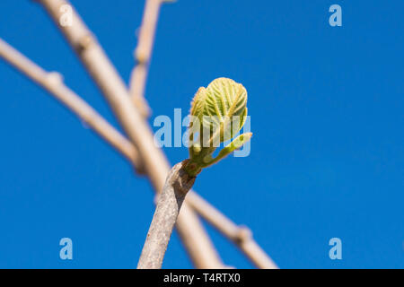 Junge Frühling Blätter auf einen Kiwi Pflanze frowing im Nordosten der italienischen Garten. Auch Kiwis und Chinesische Stachelbeere Stockfoto