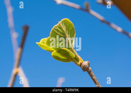 Junge Frühling Blätter auf einen Kiwi Pflanze frowing im Nordosten der italienischen Garten. Auch Kiwis und Chinesische Stachelbeere Stockfoto