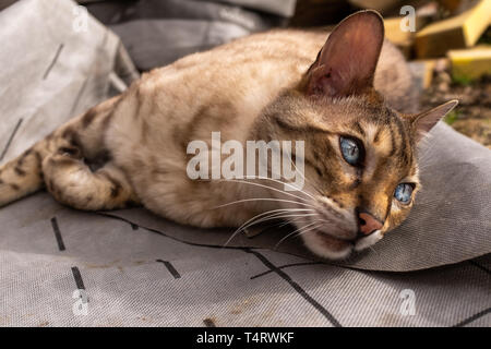 Eine Nahaufnahme eines Bengal Katze auf dem Boden liegend von der Kamera entfernt mit schönen blauen Augen Stockfoto