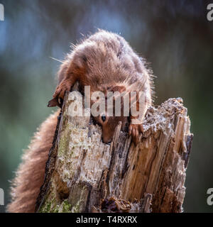 Das rote Eichhörnchen ist unsere einheimischen Eichhörnchen und wird häufig in den Nadelwäldern gefunden. Dieses Bild wurde in Wäldern in Stirlingshire, Schottland genommen Stockfoto