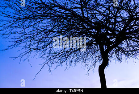 Ein Baum silhuette am Abendhimmel Stockfoto