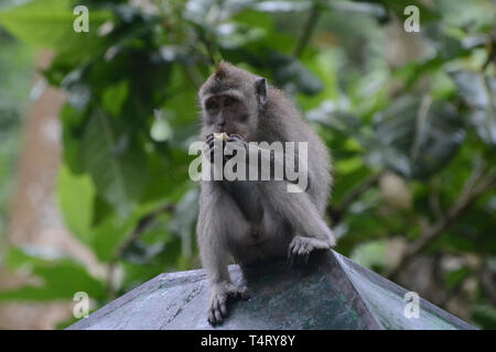 Affe, Essen Stockfoto