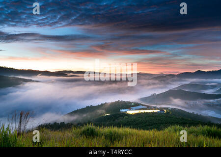 Die magische Schönheit der Kiefernwälder auf dem Hügel in Nebel und Wolken in den frühen Morgen verborgen in Da Lat. Dalat ist eine der schönsten und Stockfoto