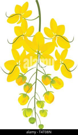 Kanikkonna - Cassia Fistula - Goldene Dusche Blume Vector Illustration Stock Vektor