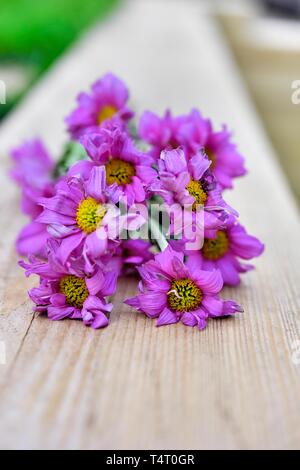 Rosa Gerbera, Asteraceae, tote Blumen, Stockfoto