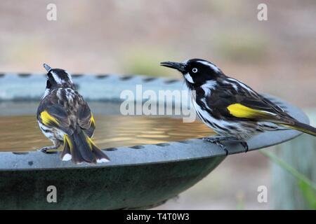 New Holland Honeyeaters (Phylidonyris novaehollandiae) an birdbath, South Australia Stockfoto