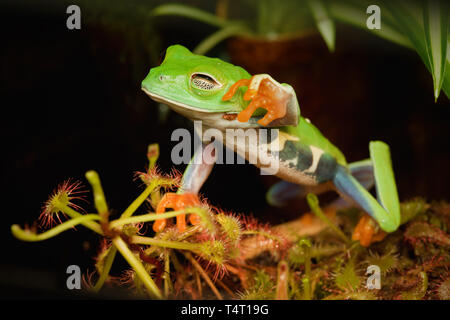 Rote Augen Frosch Wunsch zu Berühren Stockfoto