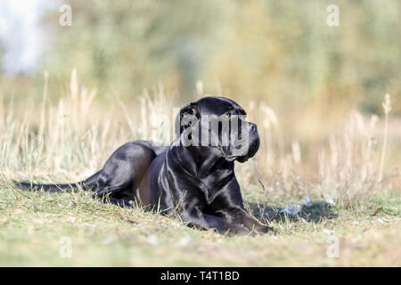 Black Dog Cane Corso liegen auf dem Feld Stockfoto