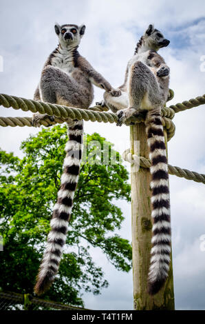 Lemuren Stockfoto