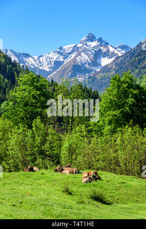 Grasende Kühe in der alpinen Natur der oberen Allgäu Stockfoto
