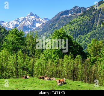 Grasende Kühe in der alpinen Natur der oberen Allgäu Stockfoto