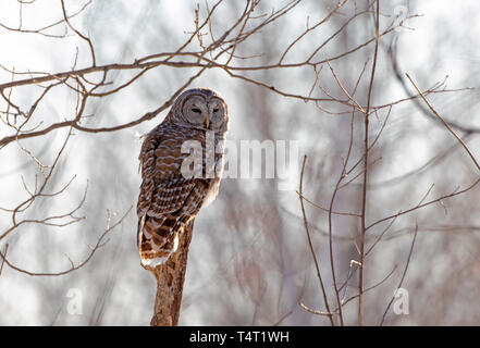 Gesperrt Eule Strix varia thront bei Sonnenuntergang auf einem Zweig auf der Jagd nach einer Mahlzeit im Winter in Kanada Stockfoto