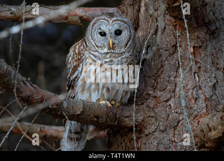 Gesperrt Eule closeup Strix varia thront auf einem Zweig im Winter in Kanada Stockfoto