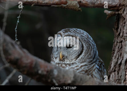 Gesperrt Eule closeup Strix varia thront auf einem Zweig im Winter in Kanada Stockfoto