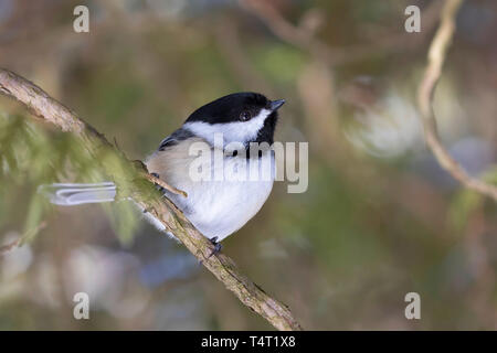 Black-capped chickadee auf weißem Hintergrund auf Zweig im Winter thront isoliert Stockfoto