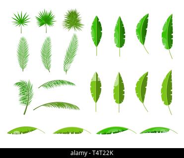Tropischen grünen Blättern. Dschungel verlässt. Kokospalme, monstera, Ventilator Palm, rhapis, banana tree. Natürliche Blatt, exotische Äste Baum. Vektor illustrati Stock Vektor
