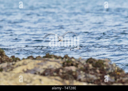 Eine White-faced Reiher fliegen aus der felsigen Ufer am Morgen bei Nielsen Park, Sydney Harbour National Park, Sydney, Australien im April 2019 Stockfoto