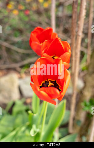 Nahaufnahme der Rote Tulpe Blumen im Frühling, Frankfurt, Deutschland Stockfoto