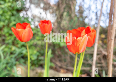 Nahaufnahme der Rote Tulpe Blumen im Frühling, Frankfurt, Deutschland Stockfoto