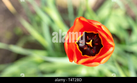 Nahaufnahme der Rote Tulpe Blumen im Frühling, Frankfurt, Deutschland Stockfoto