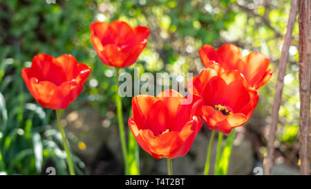Nahaufnahme der Rote Tulpe Blumen im Frühling, Frankfurt, Deutschland Stockfoto