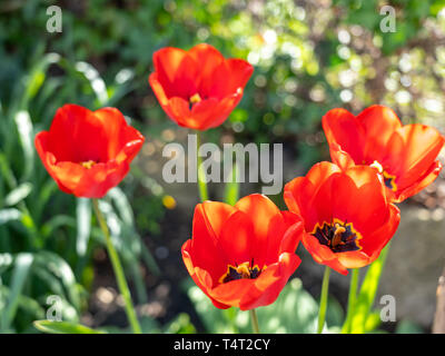 Nahaufnahme der Rote Tulpe Blumen im Frühling, Frankfurt, Deutschland Stockfoto