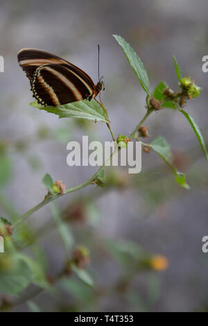 Oranger Schmetterling (heliconian Dryadula phaetusa) Sitzstangen auf Pflanze, ventrale Ansicht, Asuncion, Paraguay Stockfoto