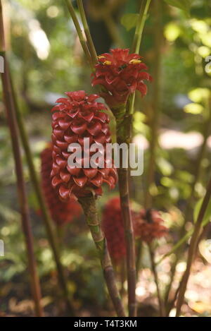 Pinapple Tapeinochilos ananassae Ingwer - Costaceae. Irgendwann als die indonesischen Wachs Ingwer Pflanze bekannt. Auch als rotes Wachs Ingwer, Ananas bekannt Stockfoto