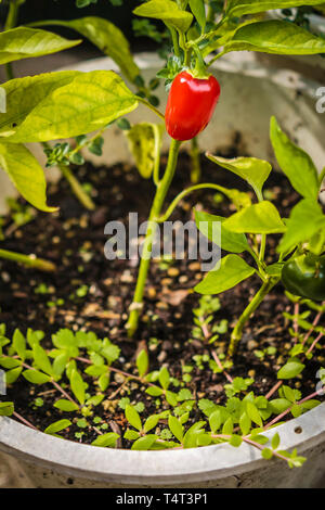 Rote Paprika Pflanze im Garten, Stockfoto