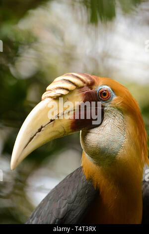 Blyth's Hornbill (Aceros plicatus), Porträt, Port Moresby, Papua Neu Guinea Stockfoto