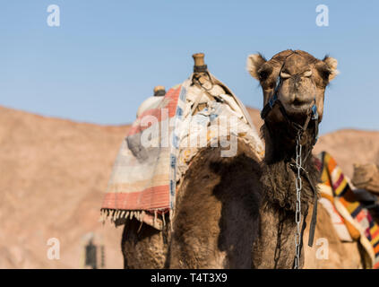 Ein Kamel in der Wüste von Israel an der Grenze von egypth Stockfoto