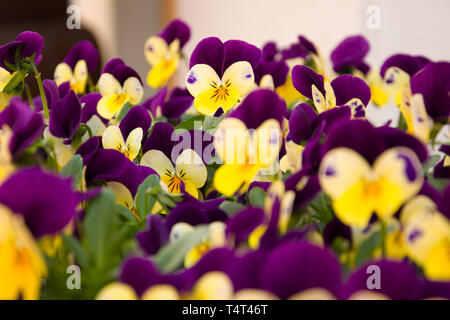 Wenig Blumenstrauß aus stiefmütterchen Blumen Stockfoto