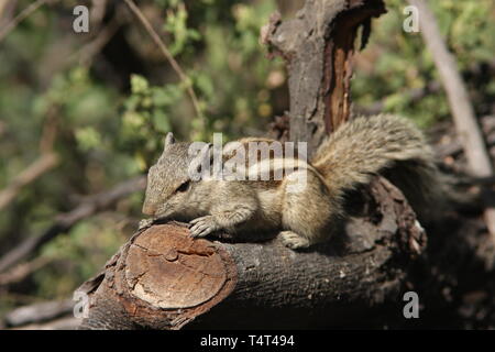 Indische Palm Eichhörnchen oder Drei gestreiften Palm Eichhörnchen im Keoladeo Nationalpark, Rajasthan Stockfoto