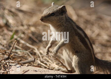 Indische Palm Eichhörnchen oder Drei gestreiften Palm Eichhörnchen im Keoladeo Nationalpark, Rajasthan Stockfoto