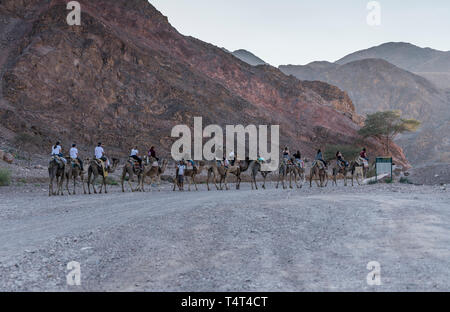 Eilat, Israel, 21/März/2019 ± Menschen reiten ich einen Wohnwagen auf den Kamelen durch die Wüste in Israel in der Nähe der ägyptischen Grenze, können Touristen fahren die Kamele fo Stockfoto