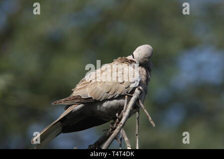 Eurasian collared Dove putzen, Keoladeo Nationalpark, Rajasthan Stockfoto