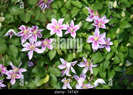 Clematis, Waldrebe, Blume, Rosa, rosa, Blumen, Strauch, Busch, Blüte