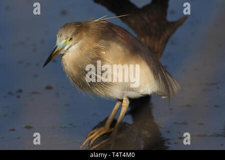 Eine indische Teich Heron im Winter, Keoladeo Nationalpark, Rajasthan Stockfoto