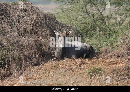 Männliche bluebull oder Nilgai ruhend, Keoladeo Nationalpark, Rajasthan Stockfoto