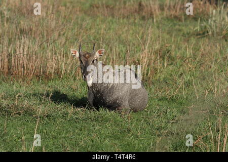 Männliche bluebull oder Nilgai ruhend, Keoladeo Nationalpark, Rajasthan Stockfoto