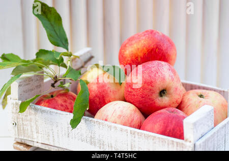 Frische und schmackhafte rote Äpfel in einer Holzkiste auf einem weißen Hintergrund. Stockfoto