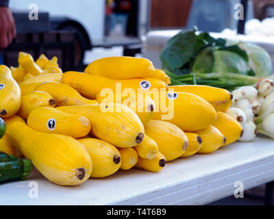 Gelbe Squash auf einem Tisch zum Verkauf an die Corpus Christi Southside Bauernmarkt in Corpus Christi, Texas USA angeordnet. Stockfoto