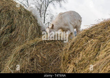 Geißlein stand auf einem Heuhaufen Stockfoto