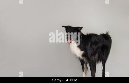 Closeup Portrait von adorable erstaunt reinrassigen Border Collie Hund zur Seite Suchen hält den Mund offen Staunen isoliert über graue Wand Hintergrund mit Stockfoto