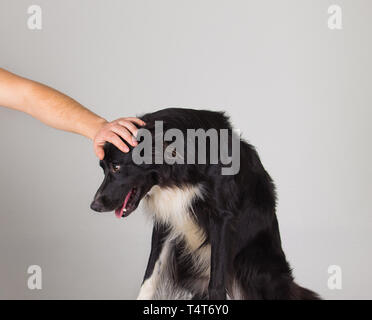 Eigentümer Hand sanft streichelte seinen Border Collie über graue Wand Hintergrund isoliert. Nett und lustig Welpe hält den Mund offen zufrieden sein. Annahme eines Hundes Stockfoto