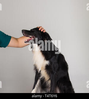 Eigentümer Hand sanft streichelte seinen Border Collie über graue Wand Hintergrund isoliert. Nett und lustig Welpe lacht hält den Mund offen. Annahme eines Hundes Konzept Stockfoto