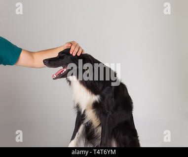 Menschliche Hand sanft seine Border Collie Hund über graue Wand Hintergrund isoliert zu streicheln. Nett und lustig Welpe lacht hält den Mund offen. Die Annahme eines pet-con Stockfoto