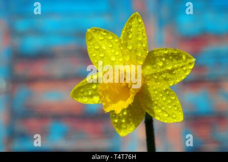 Narzisse (Narcissus Pseudonarcissus) Stockfoto