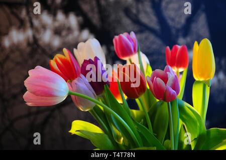 Blumenstrauß, Tulpen (Tulipa) Stockfoto
