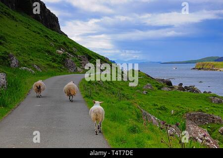 Schafe auf der Straße die Küste, Staffin Bay, Trotternish, Isle of Skye, die Hebriden, Schottland, Großbritannien, Europa Stockfoto